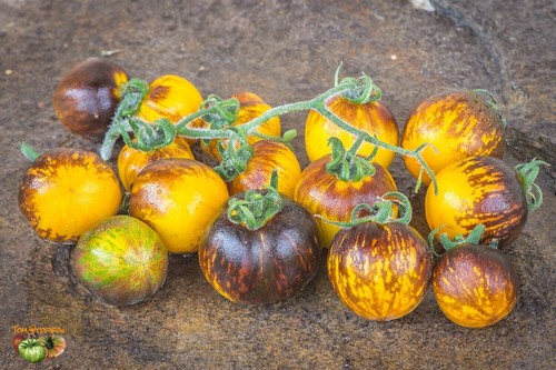 Lot graines de tomate - graines,