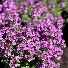 Thymus praecox 'Pink chintz' -