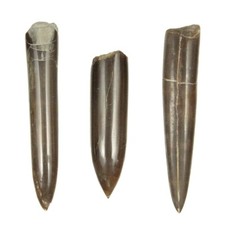 Rostre bélemnite - rostre,