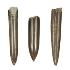 Rostre de bélemnite