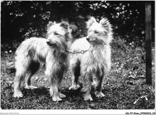 AILP7-0678 - CHIEN - terroir