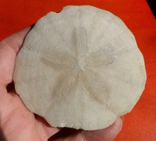 OURSIN FOSSILE MIOCÈNE DE