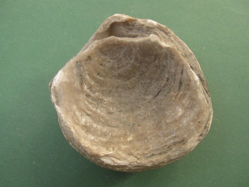Coquillage fossile nouvelle - fossile, (nouvelle