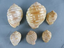 Lot 6 coquillages DOLIUM TONNA GALEA Nouvelle Calédonie années 70 