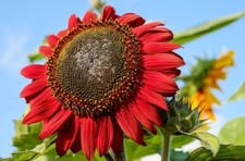 20 / 50 Graines de Tournesol Rouge Profond Fleurs à Couper