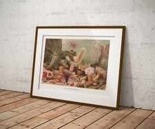 Anémones de mer-Illustration-vintage-HISTOIRE NATURELLE -! 9th siècle-Wall Art