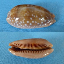 CYPRAEA /  CERVINETTA 47,6 MM   PANAMA         N ° B 310