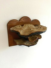 Cadre Ancien Mycologie Taxidermie Champignons Naturalisés Cabinet De Curiosités