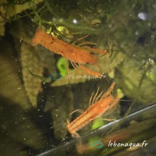 Lot de 5 Écrevisses naines Orange CPO pour Aquarium Eau Douce - lebonaqua
