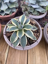 agave parryi cream spike rare cactus !!