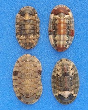 Coquillage de collection: Rhyssoplax olivacea (x4) (Chitonidae, Europe) Seashell
