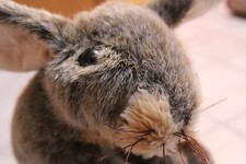 Folkmanis Full Sized Hand Puppet 21" Long JACK RABBIT 2429 Bunny Plush Excellent