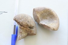 Ossements fossilisés animaux ou humain ?