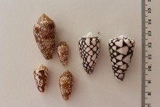 Lot de 6 coquillages Cône cabinet de curiosité Geme Shell 