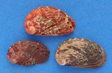 Coquillage de collection : Haliotis lamellosa (x3) (Haliotidae, Europe) Seashell