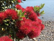 25 graines d' ARBRE DE NOËL DE NOUVELLE-ZELANDE(Metrosideros Excelsa)G364 SEEDS 