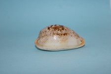 CYPRAEA LANGFORDI - 55,6 mm - F ++ - TAIWAN 2003