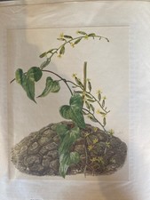 Ancienne Affiche A3 Cactus plante Grasse art print Plante Tortue testudinaria 