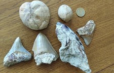Lot fossiles indonésie (Mégalodon, oursin, poisson) / Fossils from Indonésia
