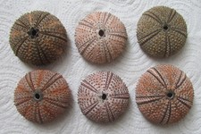 Arbacia lixula (6 specimens)