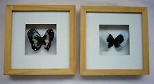 Deux Cadres Bois à PAPILLON  20 x 20 x 3,5 cm Comme Neufs /