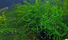 Mousse de java moss Vesicularia dubyana en gobelet de 7cm refuge alevins