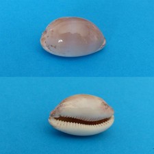 CYPRAEA /     CINEREA 30,6 MM   GUADELOUPE            N ° JP111