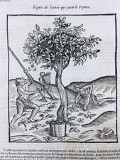 Poivrier 1614 Médecine des Plantes Huile Distillation Ambroise Paré Rare Gravure