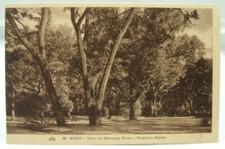 CPSM - Vichy - Dans les Nouveaux Parcs. Peupliers Géants - TTBE