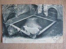 CPA PARIS (75) JARDIN DES PLANTES. FOSSE AUX OURS. PARC ZOOLOGIQUE. 