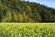 1250 Graines de Moutarde Blanche Supprime Mauvaise Herbe Semences d'Engrais Vert