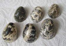  Nerita Polita (6 specimens)