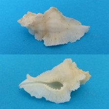 MUREX  TRIPTERUS 52,6 MM      PHILIPPINES 