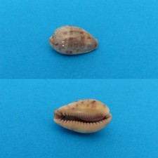 CYPRAEA/ WALKERI CONTINENT 22,6  MM  AUSTRALIE           B 369