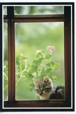 CPSM / CARTE POSTALE / CHAT / CAT / PHOTO CAUCHOIX // WINDOW CAT