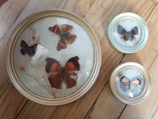 Lot 3 anciens cadres verre bombé  Papillons naturalisés fleurs séchés boho déco 