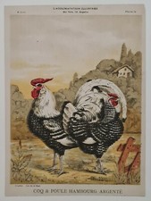 Coq et poule Hambourg argenté vers 1890 Chromolithographie Elevage Animaux