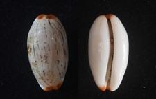 Cypraea Luria isabella 21.6mm provenance Philippines