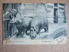 CPA PARIS (75) AU JARDIN DES PLANTES. LES HIPPOPOTAMES. PARC ZOOLOGIQUE