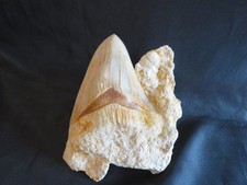 Magnifique dent de mégalodon avec sa matrice naturelle d'Indonésie