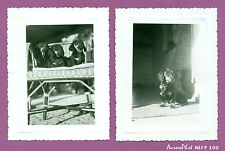  LOT 2 PETITS TIRAGES ARGENTIQUES ANIMAUX : CHIENS, CHIOTS TECKEL , 1957 -F100