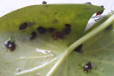 14 Tadpoles escargots d'eau(physe) plante aquatique aquarium (bassin)nettoyeur