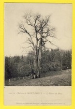 cpa St LEGER sous BEUVRAY CHÂTEAU de MONTAUGÉ Arbre Géant du Parc Giant Tree