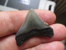 SHARK TOOTH - OTODUS MEGALODON POST JUIL0119