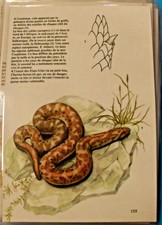 Planche Affiche Art Print Plastique Ancienne Zoologique Boa des sables Européen