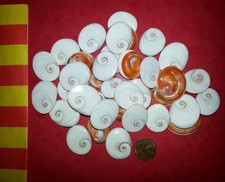 6 grands "Oeil de sainte-Lucie" de méditerranée , porte-bonheur Catalan.