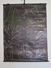 Vintage Dr AUZOUX & P Sougy tirer Roll Down école tableau d'une sauterelle français