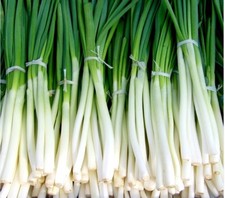 200/1200 Graines d'Oignon DOUX BLANC Cebette Hiver (Ciboule) de Herbe Aromatique