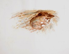 Marshall Goodman, Champignons (384), Aquarelle Sur Papier