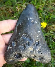 Dent fossile de Requin MEGALODON *** A Voir ***